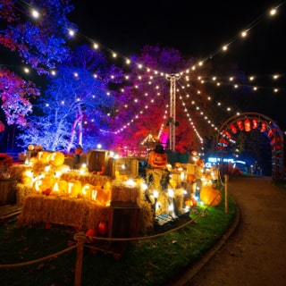 Various carved pumpkins at the Pumpkin Patch