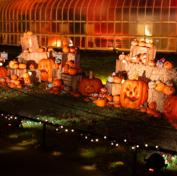 Illuminated pumpkin patch